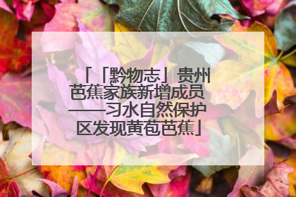 「黔物志」贵州芭蕉家族新增成员——习水自然保护区发现黄苞芭蕉
