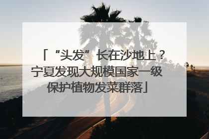 “头发”长在沙地上？宁夏发现大规模国家一级保护植物发菜群落