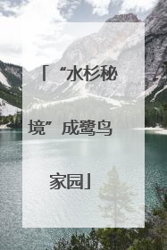 “水杉秘境”成鹭鸟家园
