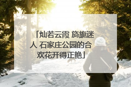 灿若云霞 旖旎迷人 石家庄公园的合欢花开得正艳