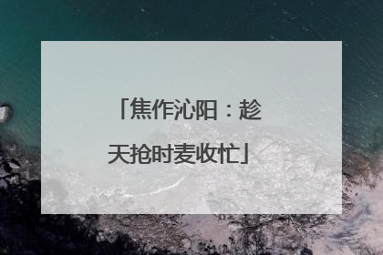 焦作沁阳：趁天抢时麦收忙