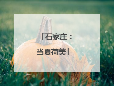 石家庄：当夏荷美
