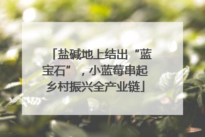 盐碱地上结出“蓝宝石”，小蓝莓串起乡村振兴全产业链