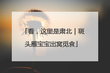 看，这里是肃北｜斑头雁宝宝出窝觅食