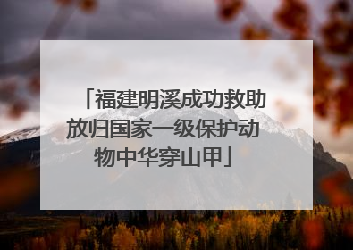 福建明溪成功救助放归国家一级保护动物中华穿山甲