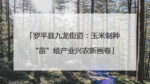 罗平县九龙街道：玉米制种“苗”绘产业兴农新画卷