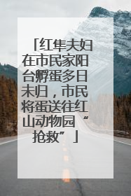 红隼夫妇在市民家阳台孵蛋多日未归，市民将蛋送往红山动物园“抢救”