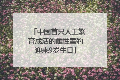 中国首只人工繁育成活的雌性雪豹迎来9岁生日