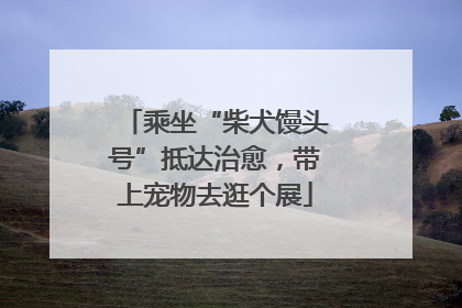 乘坐“柴犬馒头号”抵达治愈，带上宠物去逛个展