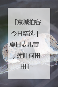 京城拍客今日精选｜夏日麦儿黄，莲叶何田田
