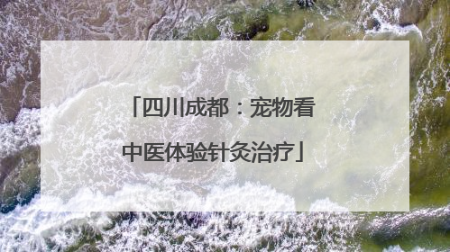 四川成都：宠物看中医体验针灸治疗