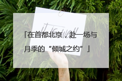 在首都北京，赴一场与月季的“倾城之约”