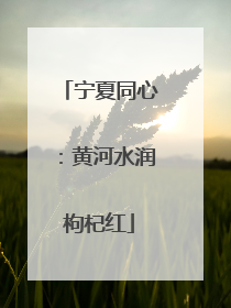 宁夏同心：黄河水润枸杞红
