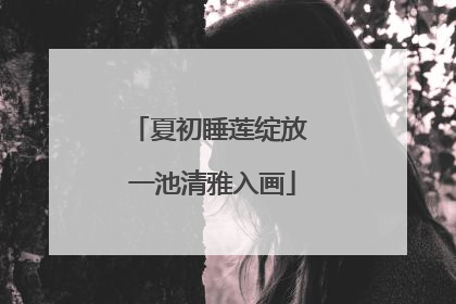 夏初睡莲绽放 一池清雅入画