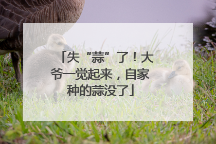 失“蒜”了！大爷一觉起来，自家种的蒜没了