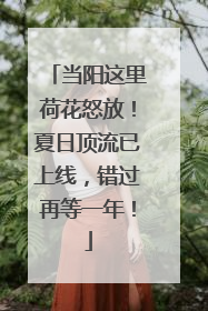 当阳这里荷花怒放！夏日顶流已上线，错过再等一年！
