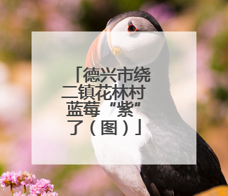 德兴市绕二镇花林村蓝莓“紫”了（图）