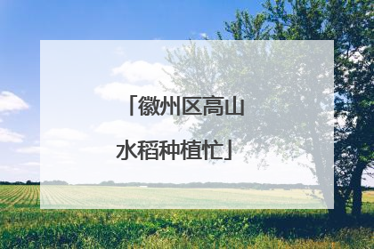 徽州区高山水稻种植忙