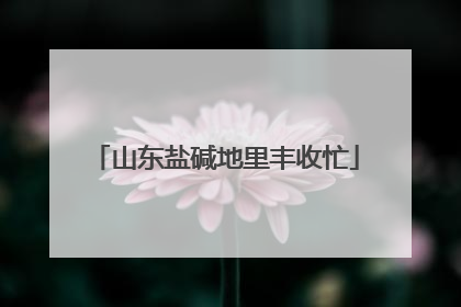 山东盐碱地里丰收忙