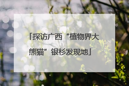 探访广西“植物界大熊猫”银杉发现地