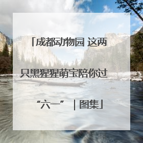 成都动物园 这两只黑猩猩萌宝陪你过“六一”｜图集