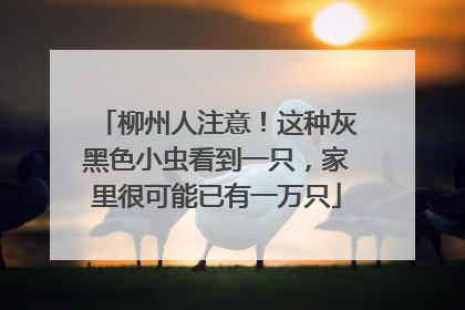 柳州人注意！这种灰黑色小虫看到一只，家里很可能已有一万只