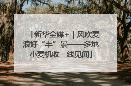 新华全媒+｜风吹麦浪好“丰”景——多地小麦机收一线见闻