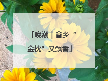 晚潮｜畲乡“金枕”又飘香