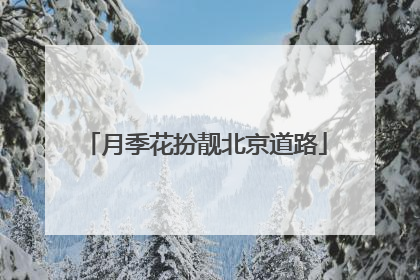 月季花扮靓北京道路