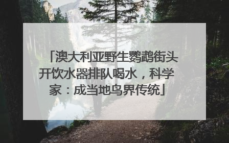 澳大利亚野生鹦鹉街头开饮水器排队喝水，科学家：成当地鸟界传统