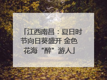 江西南昌：夏日时节向日葵盛开 金色花海“醉”游人