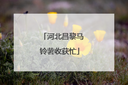 河北昌黎马铃薯收获忙
