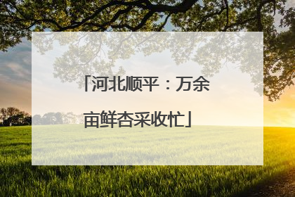河北顺平：万余亩鲜杏采收忙