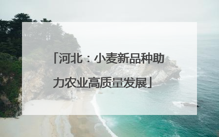 河北：小麦新品种助力农业高质量发展