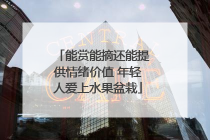 能赏能摘还能提供情绪价值 年轻人爱上水果盆栽