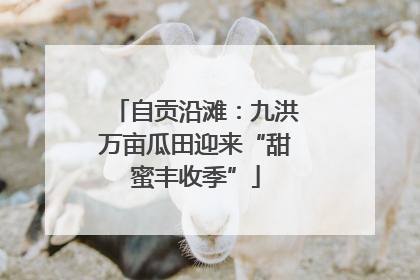 自贡沿滩：九洪万亩瓜田迎来“甜蜜丰收季”