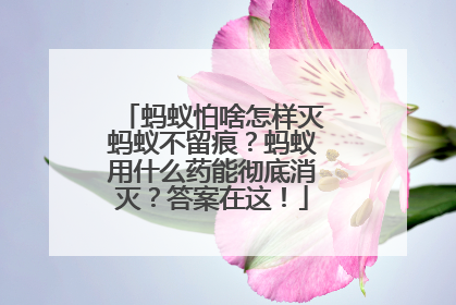 蚂蚁怕啥怎样灭蚂蚁不留痕？蚂蚁用什么药能彻底消灭？答案在这！
