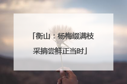 衡山：杨梅缀满枝 采摘尝鲜正当时