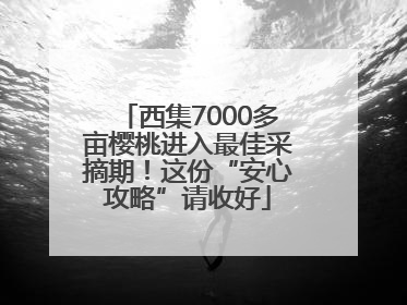 西集7000多亩樱桃进入最佳采摘期！这份“安心攻略”请收好