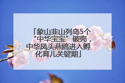 象山韭山列岛5个“中华宝宝”破壳，中华凤头燕鸥进入孵化育儿关键期