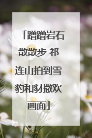蹭蹭岩石散散步 祁连山拍到雪豹和豺撒欢画面