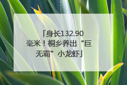 身长132.90毫米！桐乡养出“巨无霸”小龙虾