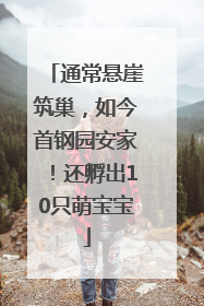 通常悬崖筑巢，如今首钢园安家！还孵出10只萌宝宝