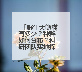 野生大熊猫有多少？种群如何分布？科研团队实地探秘→