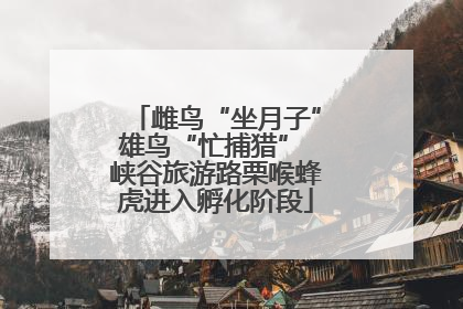雌鸟“坐月子”雄鸟“忙捕猎” 峡谷旅游路栗喉蜂虎进入孵化阶段
