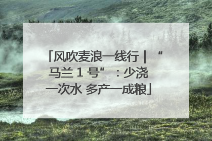 风吹麦浪一线行｜“马兰 1 号”：少浇一次水 多产一成粮