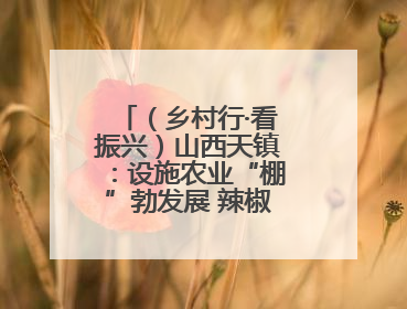 （乡村行·看振兴）山西天镇：设施农业“棚”勃发展 辣椒产业蓄势待发